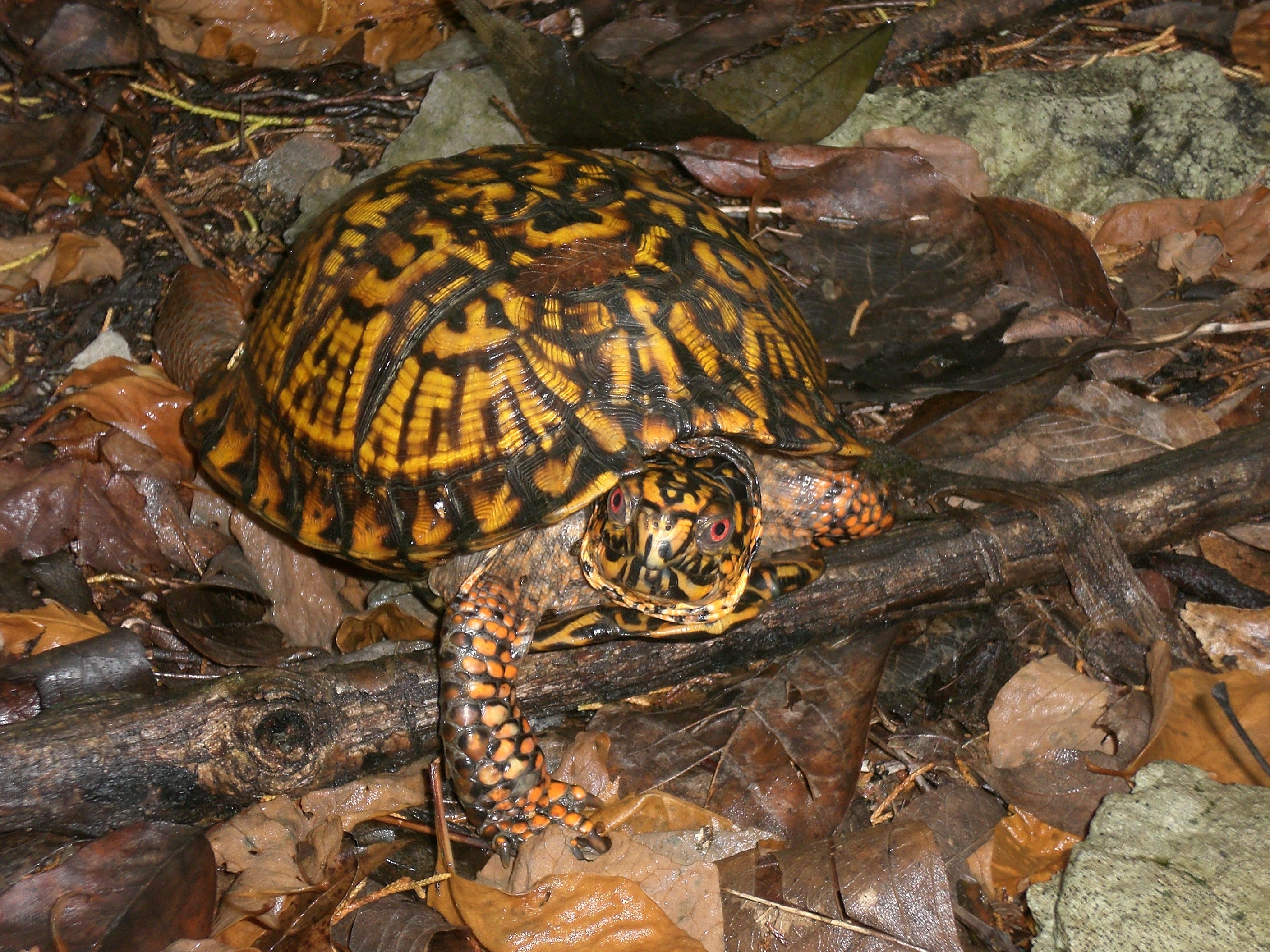 eastern-box-turtle-outdoor-alabama